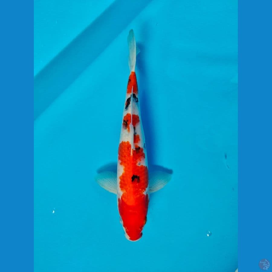 sanke 32cm 
