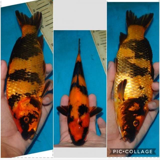 utsuri tembus cantik