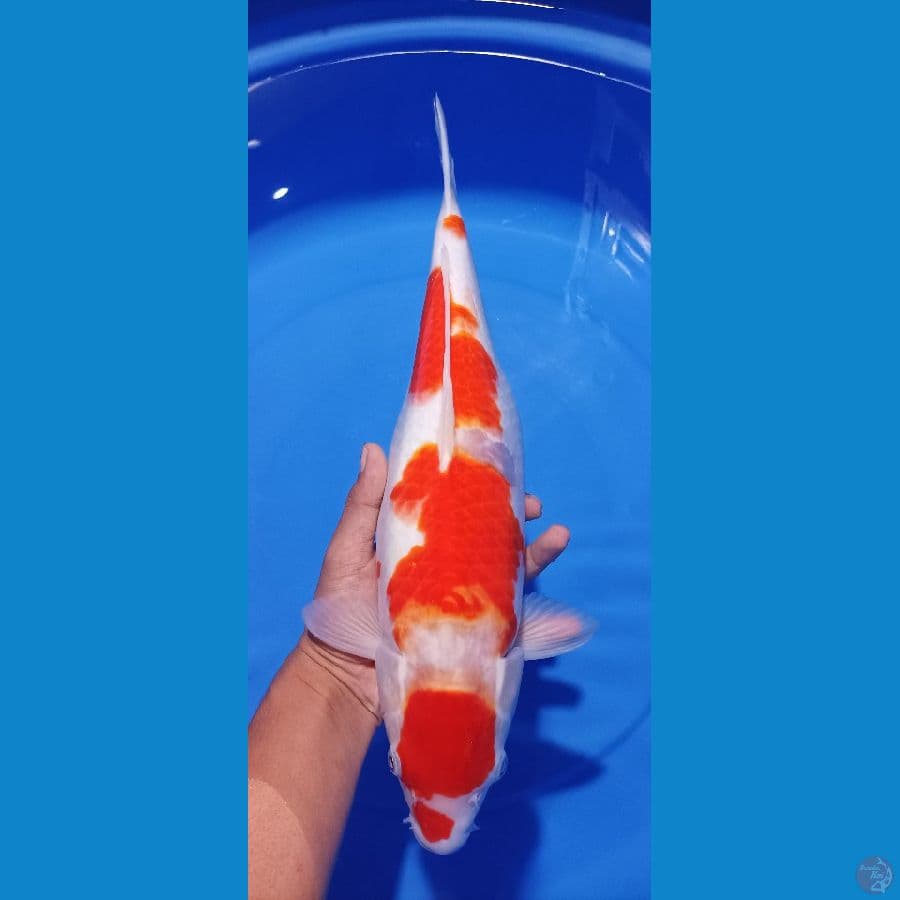 kohaku female 42 cm