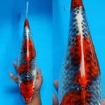 1. goshiki Joz ////  40cm 