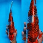 2. goshiki joz ///40cm 