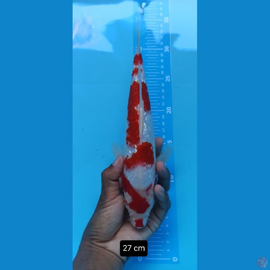 kohaku gindrin 27 cm™✓