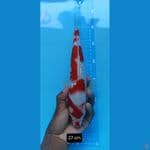 kohaku gindrin 27 cm™✓