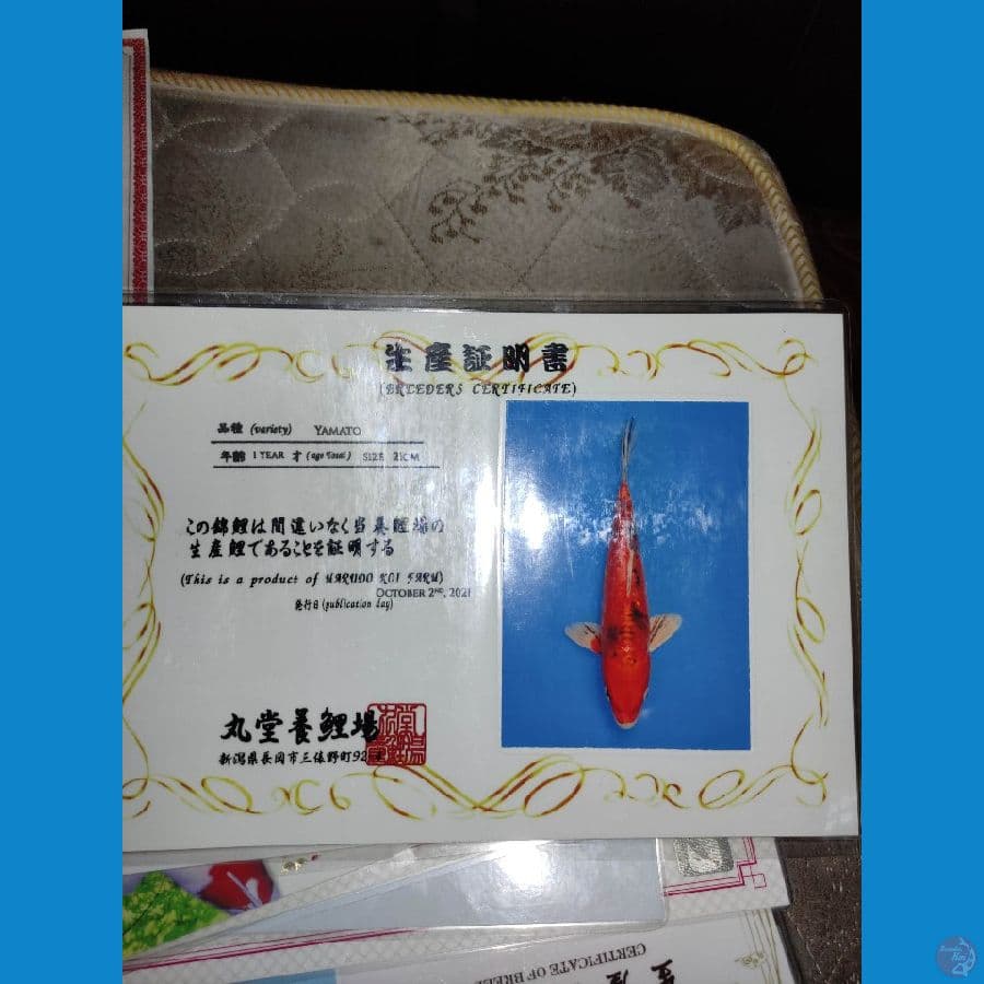 Yamato Nishiki 27cm