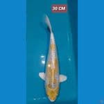 Hariwake 30 CM