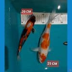 Kuhaku 25 cm + Showa 20 cm