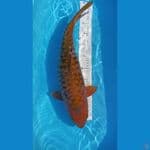 cagoi tembaga 50cm