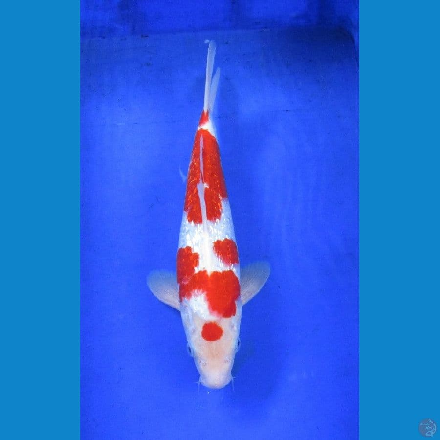 kohaku ginrin ±35cm