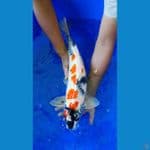 kindai showa hikari 56cm