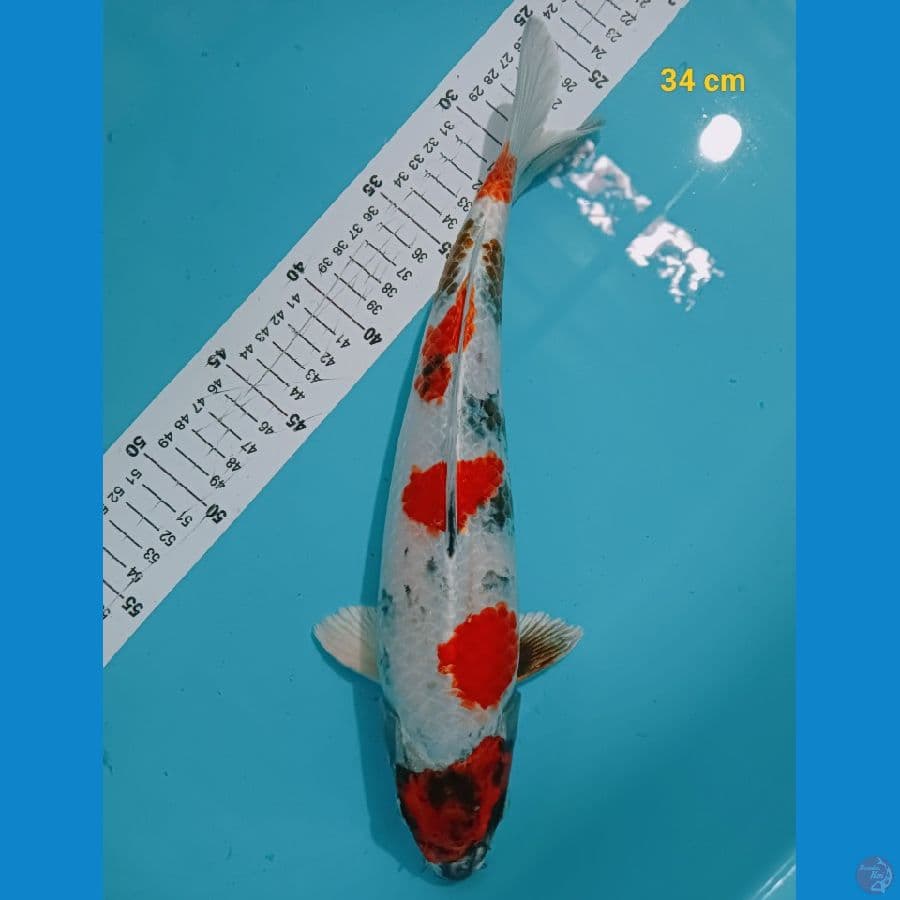 Kindai 34 cm