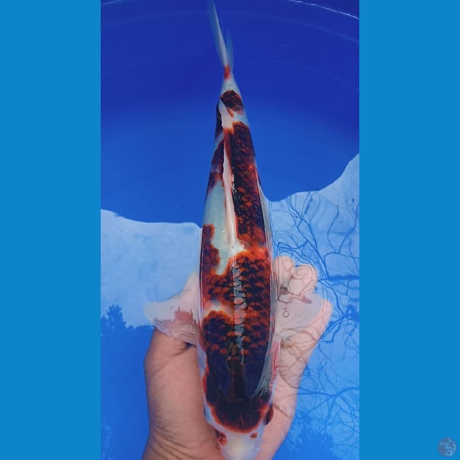 Goromo 35cm