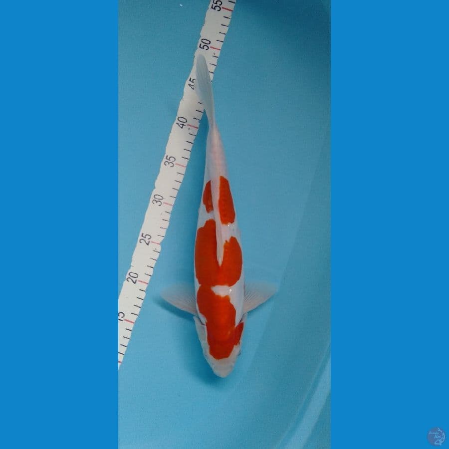 Kohaku Doitsu ORI halus F 38cm