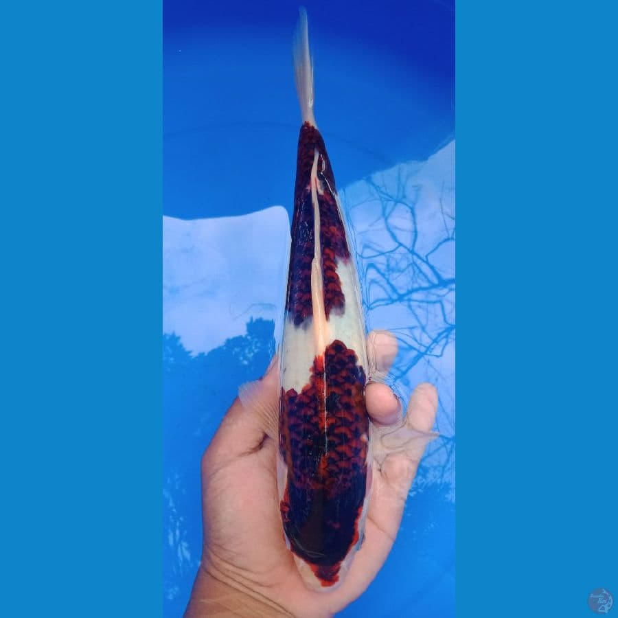 SQ Ai Goromo 