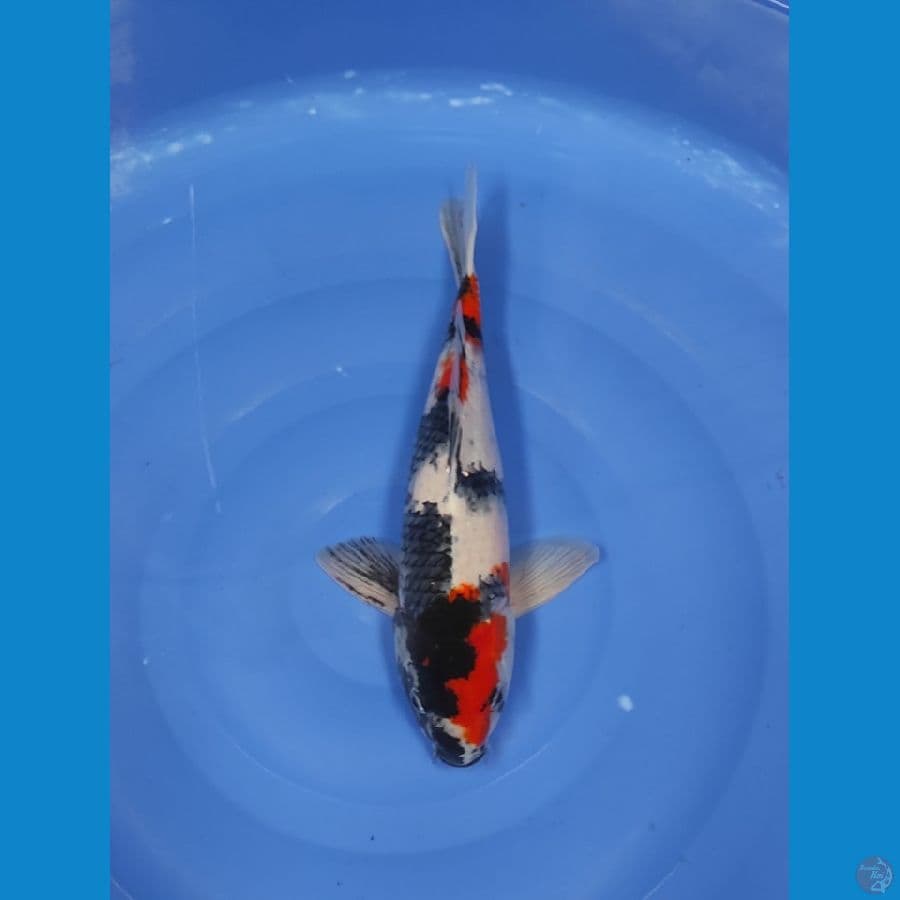 37 CM ~ SHOWA