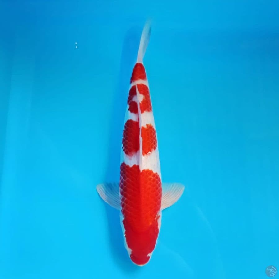 khohaku 38cm