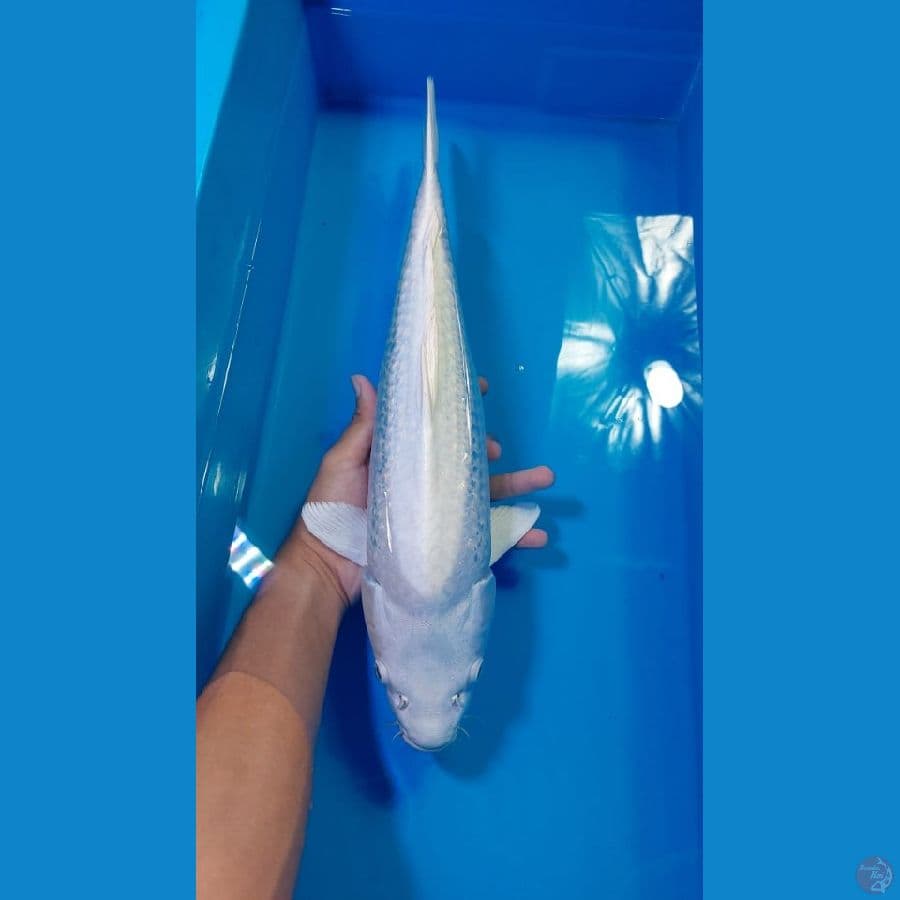  HQ putih bersih 45cm