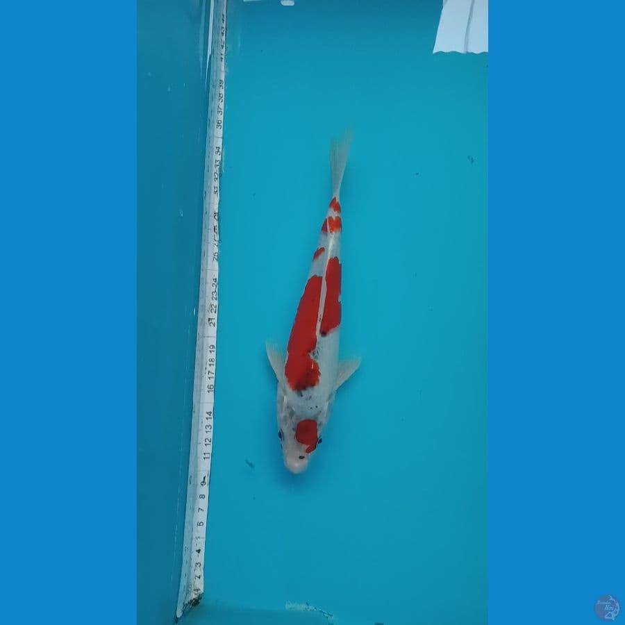 ghosiki racing 25 cm 