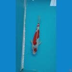 ghosiki racing 25 cm 