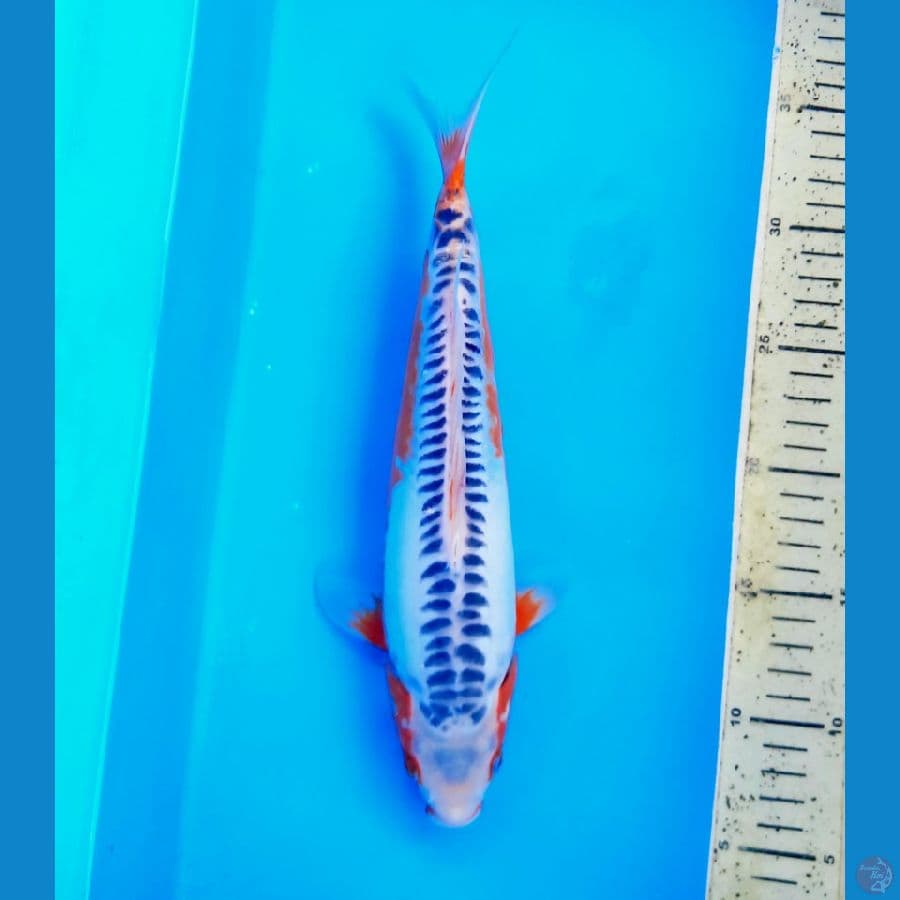 Shusui 31cm Male