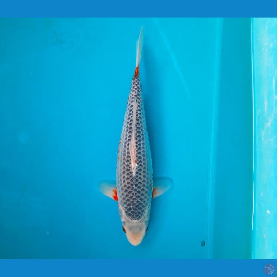 Asagi 31cm Female