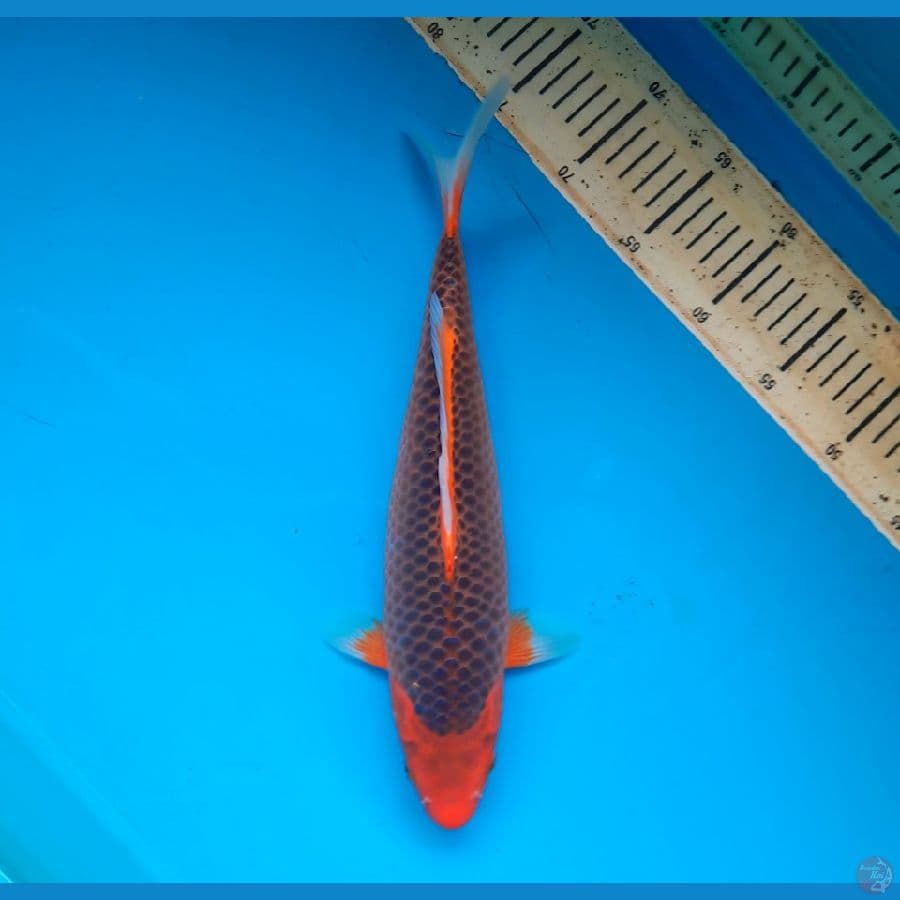 Aka matsuba 35cm Female