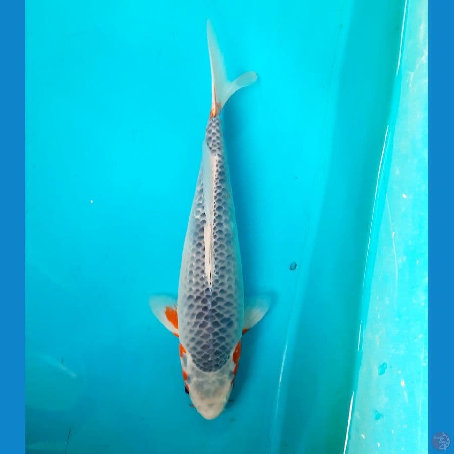 Asagi 33cm Female