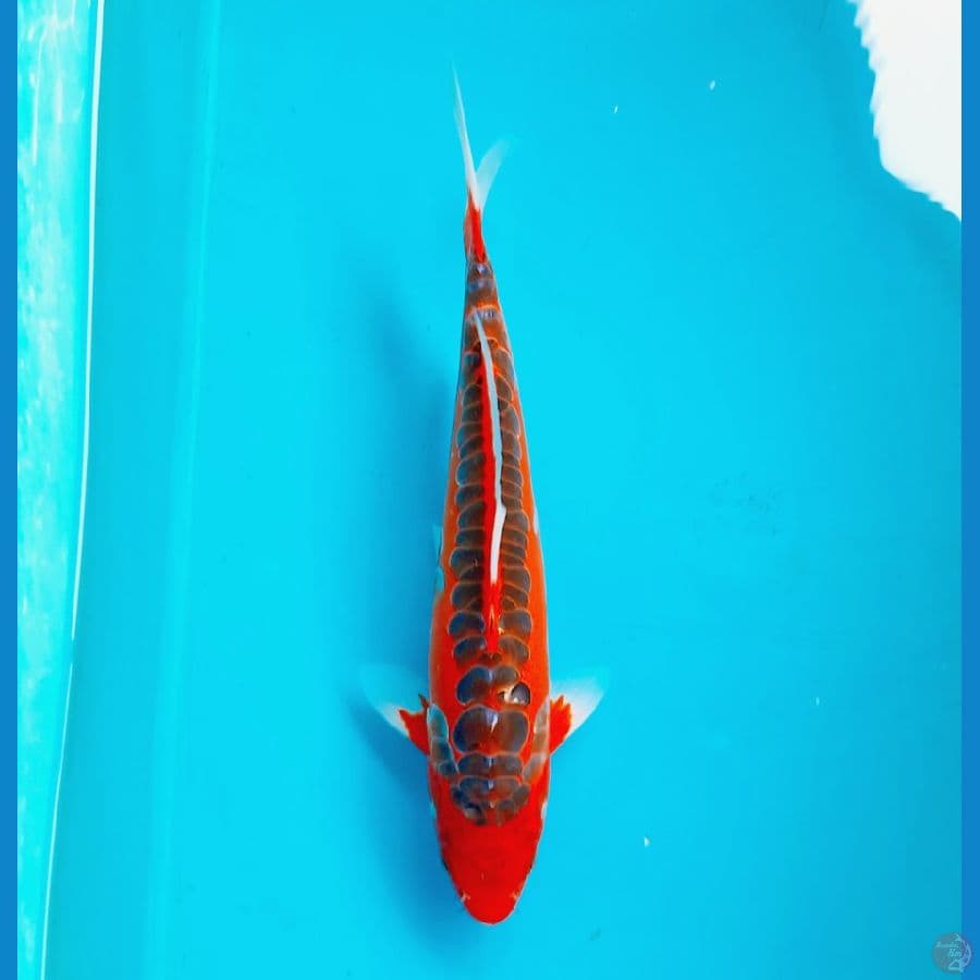 Rex Mizuho 33cm Male