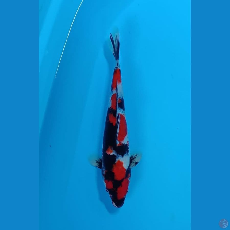 Hoky 2# Showa Sansoku 27cm