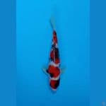 Hoky 2# Showa Maruten 27cm
