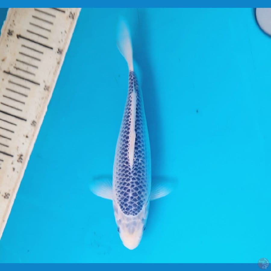 Narumi asagi 28cm Female
