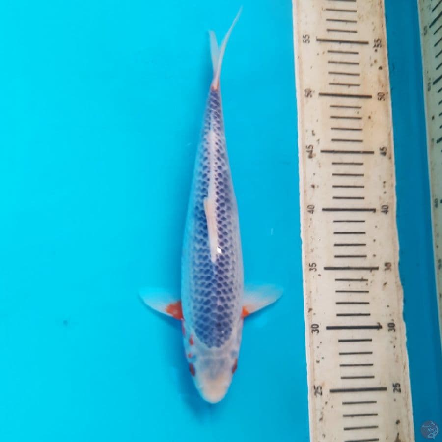 Asagi 31cm Male