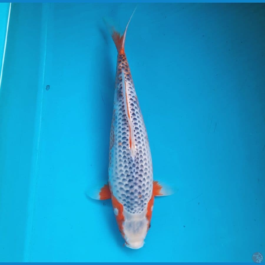 Asagi 34cm Female