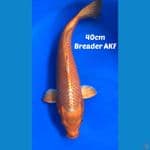 ORENJI 40cm breader AGUNG KOI FARM (AKF)