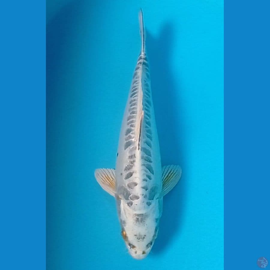 Araboke gindrin 35 cm
