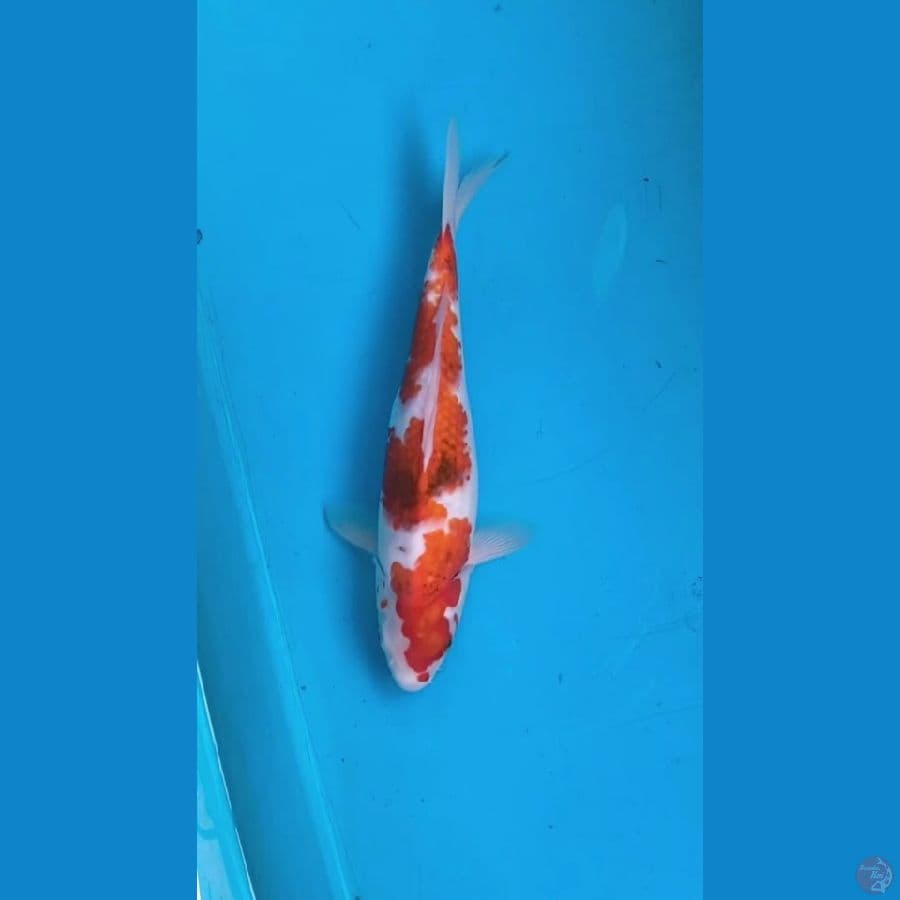 ai goromo