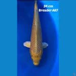 OGON 34cm breader AGUNG KOI FARM (AKF)