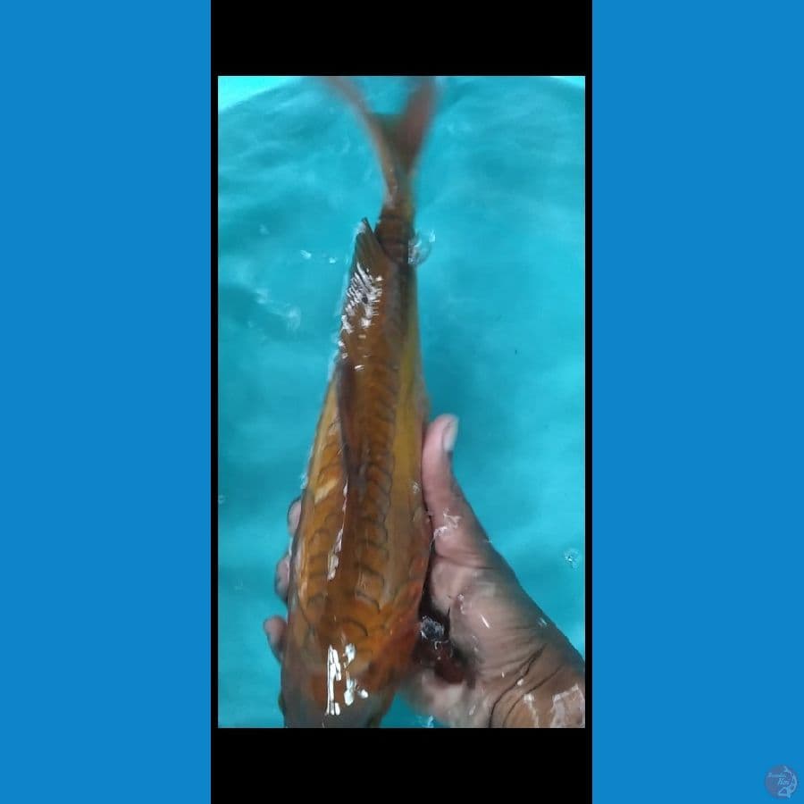 caghoi aragoke 35 cm