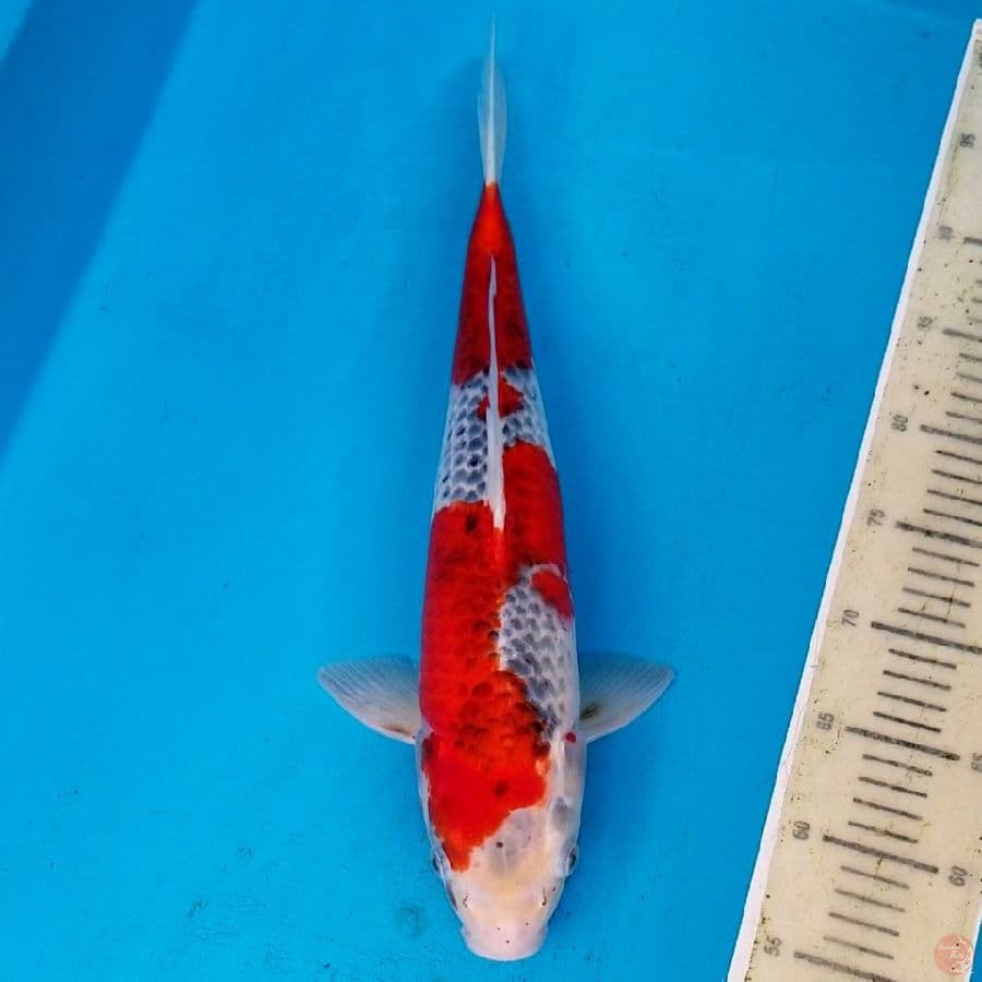 GOSHIKI 44 CM MALE