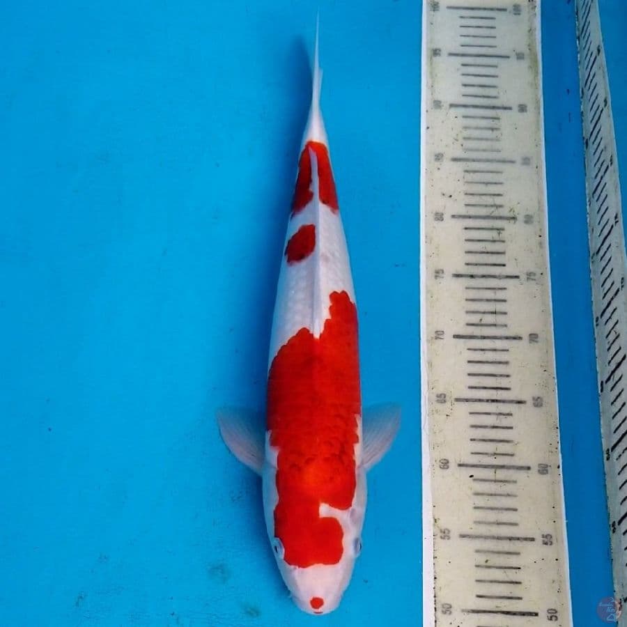 AIGOROMO 46 CM MALE
