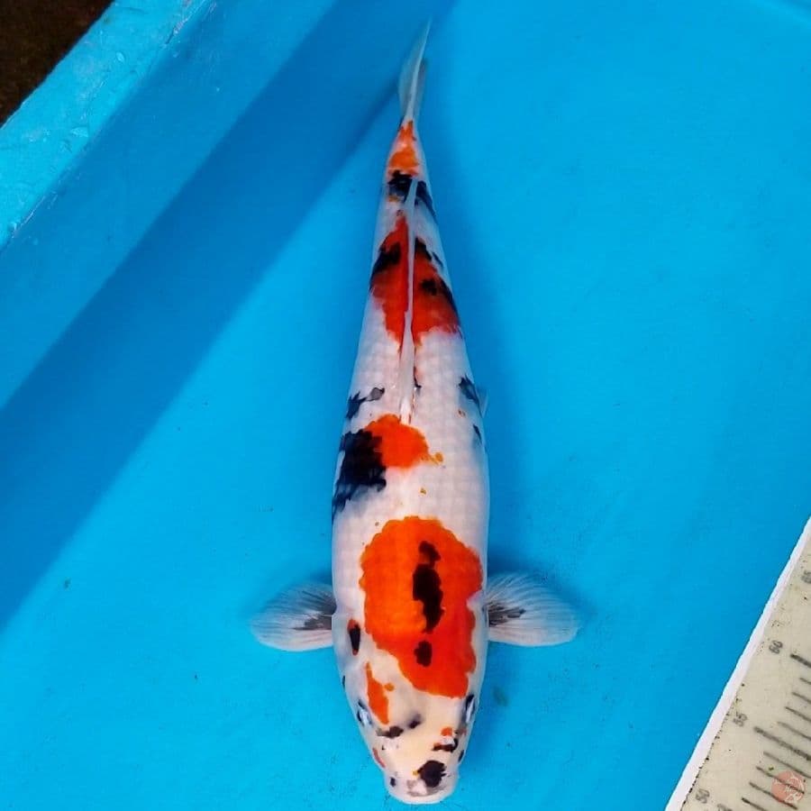 SHOWA 53 CM FEMALE