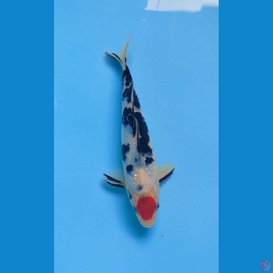 thanco sanke 24 cm