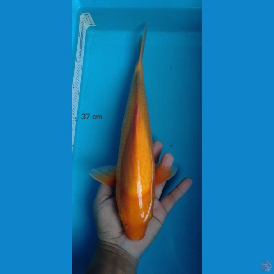 red karasi