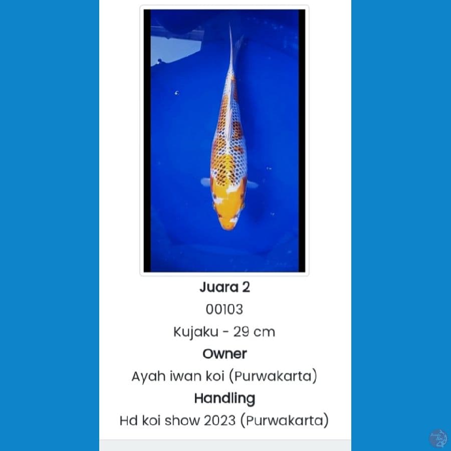 Kujaku 29 cm Juara 2 Sumedang