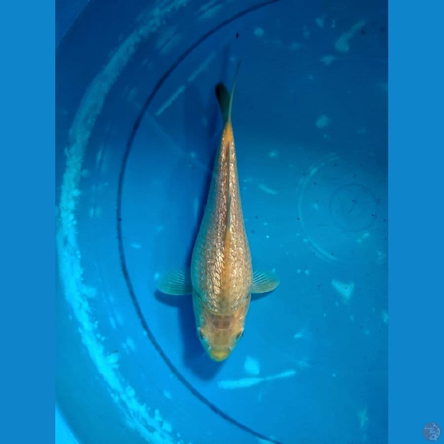 unique karashi full ginrin body kodok +-19cm 