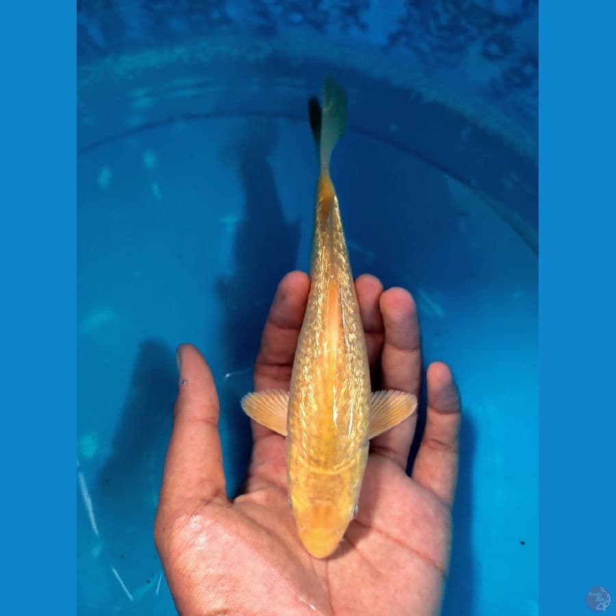 karashi ginrin full padat +-17 cm calon jumbo