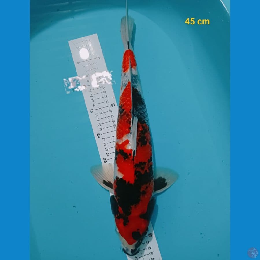 Kage showa 45 cm