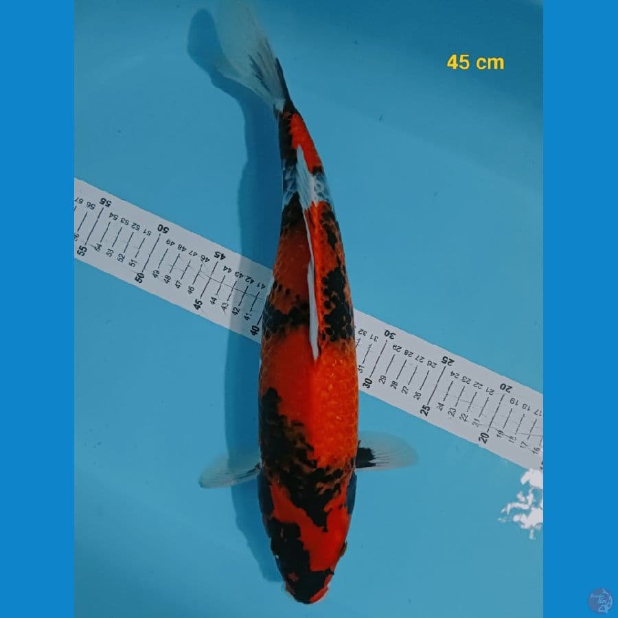 Kage showa 45 cm