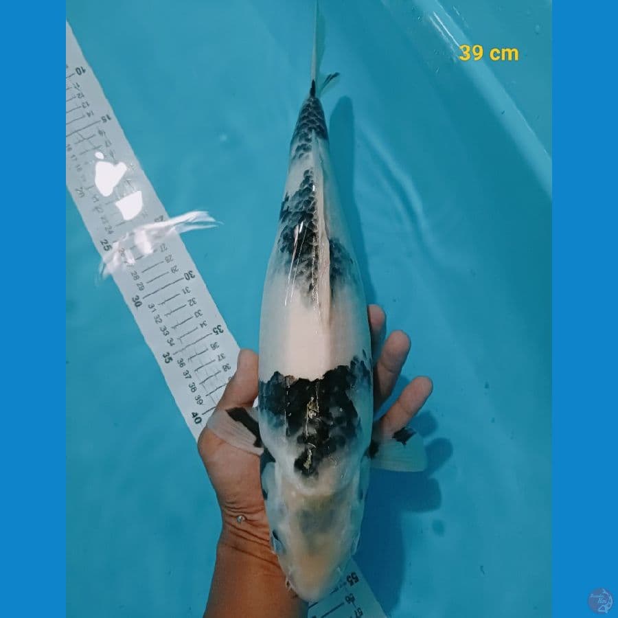 SQ shiro 39 cm