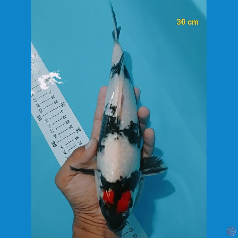 Tancho showa 30 cm