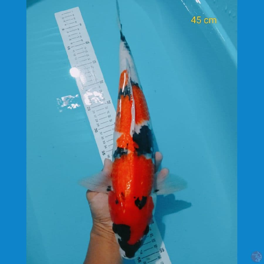 Showa 45 cm